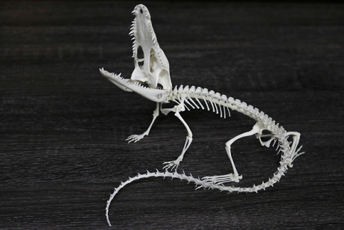 snakeybones:Latest articulation! A young mor.elets crocod.ile