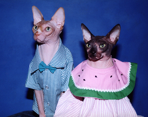sphynx cats in sweaters | Tumblr