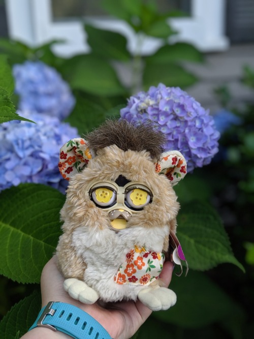 furby teddy bear