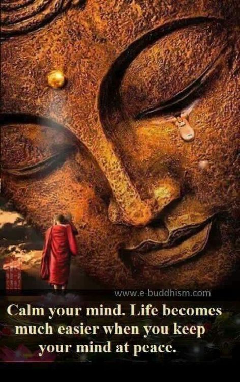 zengardenamaozn:Buddha quotesProfessional zen garden...