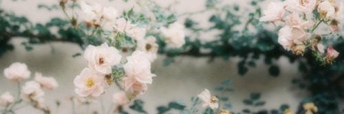 floral header | Tumblr