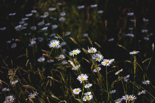 hullocolin:I found a field of daisies on my walk...