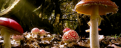 Resultado de imagen para mushrooms gif