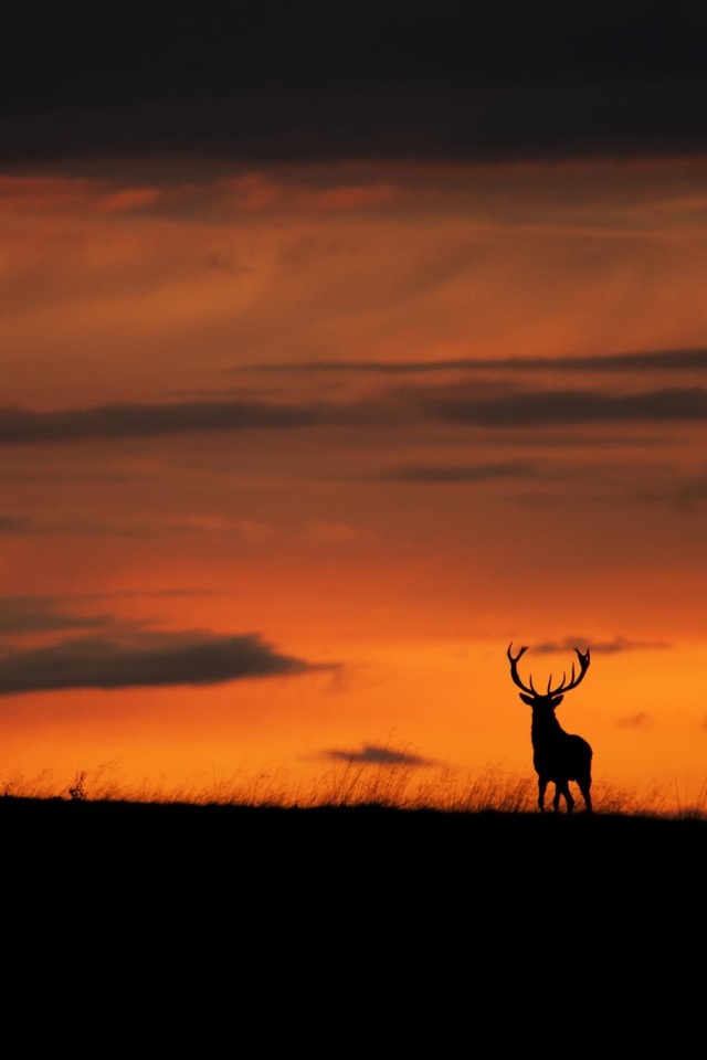 tect0nic: Red deer stag at dusk by Mike Batty... - Earth's Creations