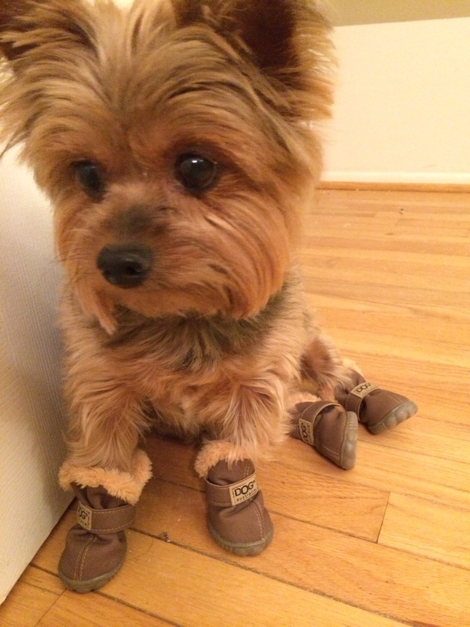 dog uggs for sale