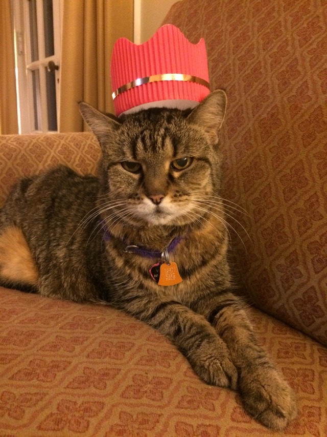 Download MostlyCatsMostly - tigersdontroar: I made my cat a crown…