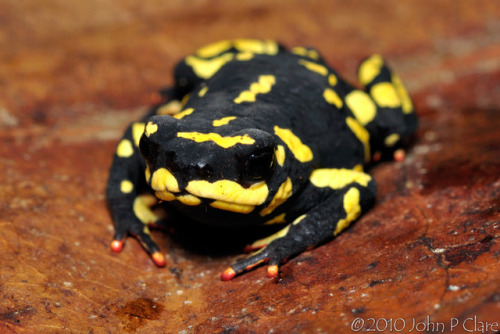 frogkeeping:The bumblebee toad (Melanophryniscus stelzneri) is...