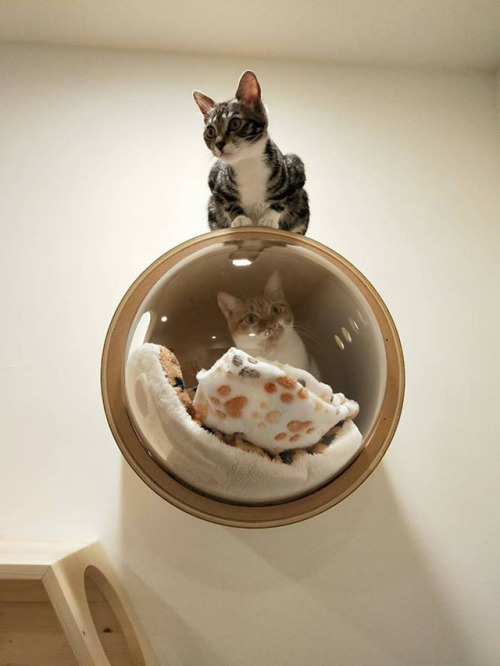 pr1nceshawn:Spaceship-Inspired Cat Beds.