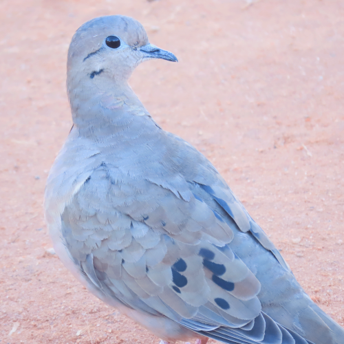 patricianicoloso