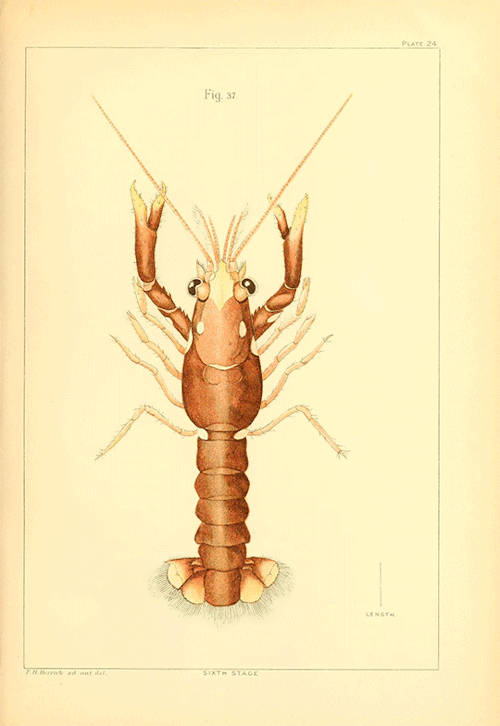 lobster lobster day gif sea creatures around the Smithsonian Dali Marsden Hartley Biodiversity Heritage Library scientific illustration