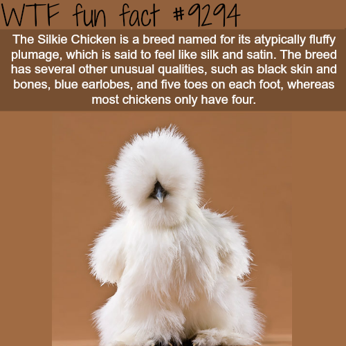 Fact Of The Day-Tuesday April 2nd 2019 Tumblr_pi5quzEMwk1roqv59o1_500
