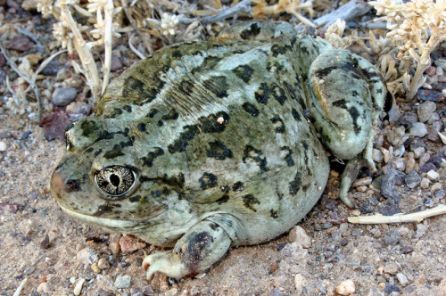 toadschooled:Different shades of Great Basin spadefoot toads...