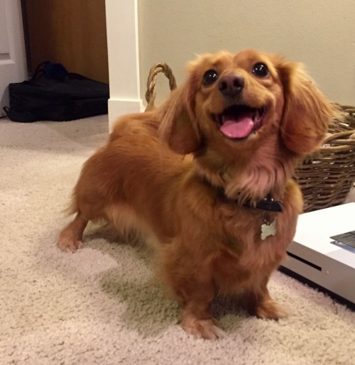 handsomedogs:This is Eleanor, she is a long-haired dachshund,...