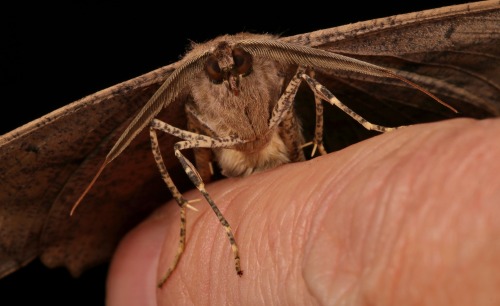 sinobug