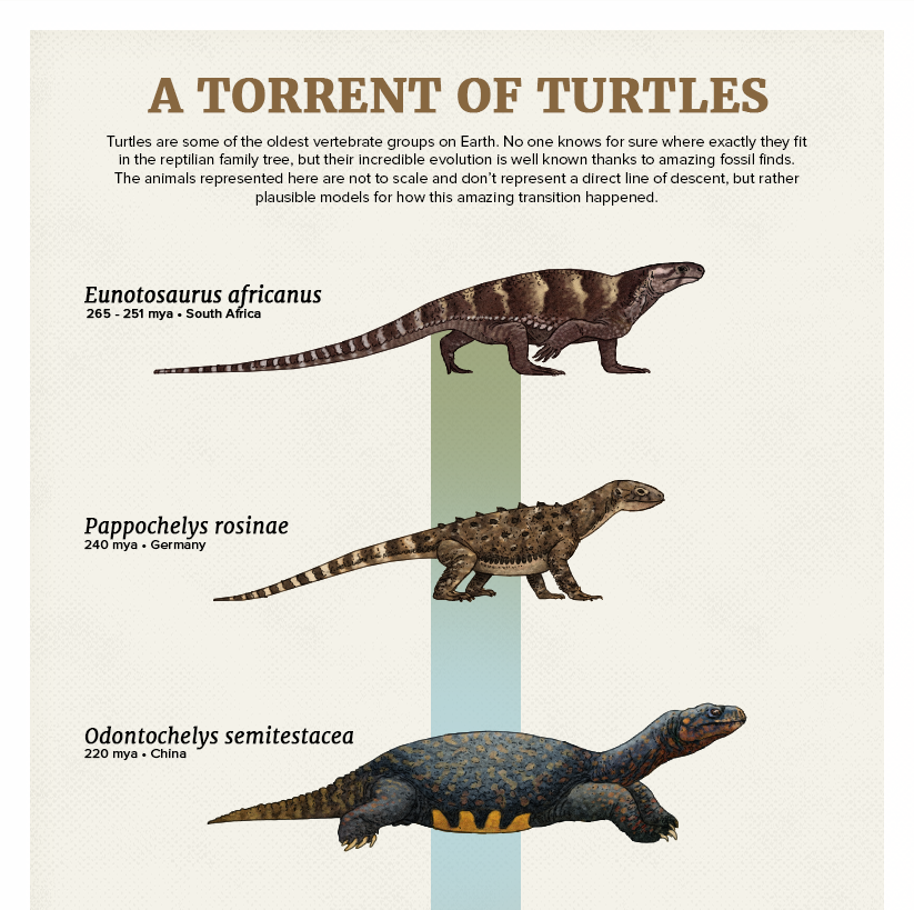 The Casual Paleoartist • Evolution Series: A Torrent of Turtles Turtles