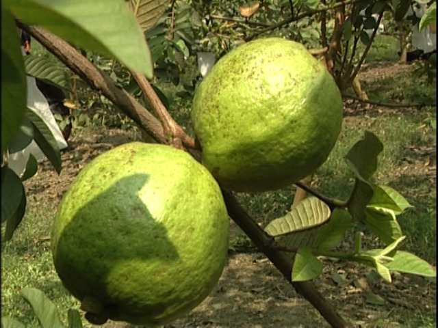 guava orchard