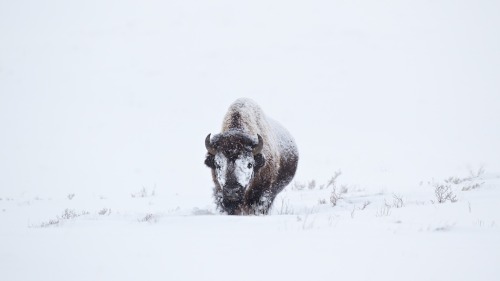 h4ilstorm:Animals in the Snow (by Scott Grubb)