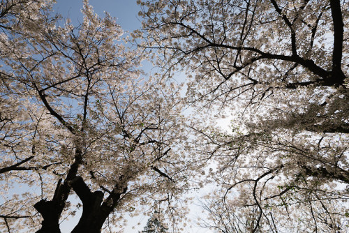 rjkoehler:Cherry blossoms at Jeongdok Library.