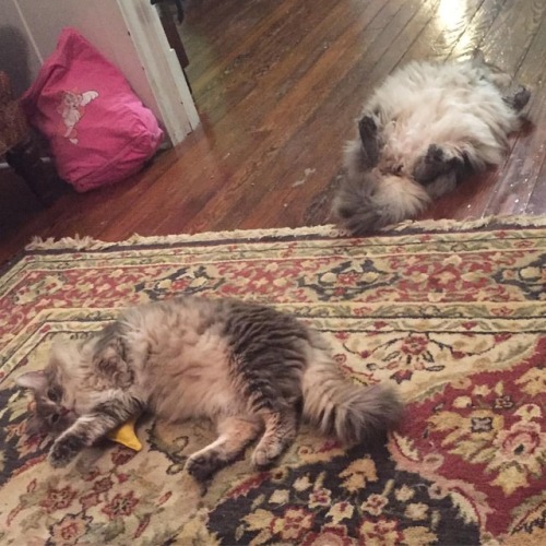 When ya boys can’t hang. #catsofinstagram #cats_of_instagram...