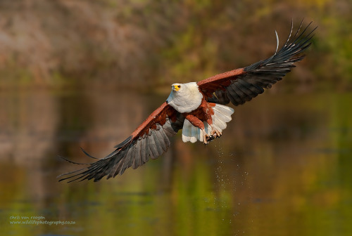 theraptorcage:African Fish Eagle