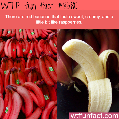 wtf-fun-factss:Red Bananas - WTF fun facts