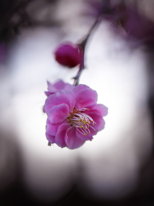 Flowers bloomed The town colorizes faintlyWe share its glimmer...