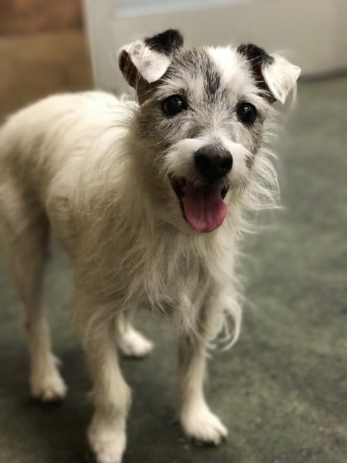 dogsatmyjob:Scruffy little lady.