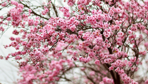 atraversso:Sign Of Spring - By bbvn_1Wish You A wonderful...