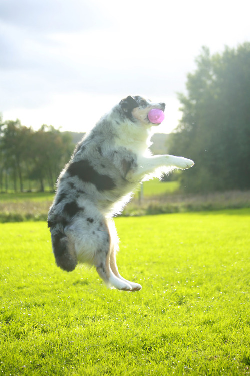 kiwiaussie:Catch the ball!