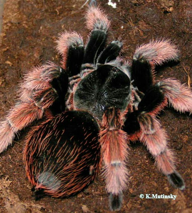 Tarantulas Are Cute Too — Mexican Pink Beauty (brachypelma Klaasi ...