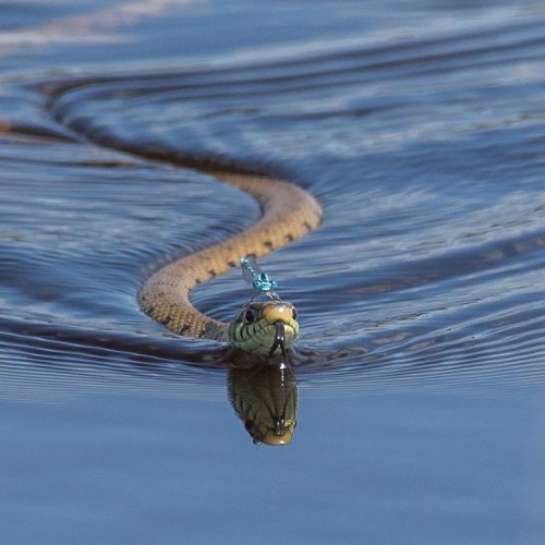 animals-riding-animals:damselfly riding snake