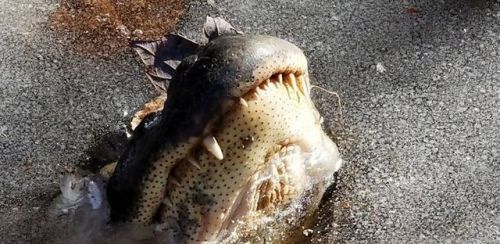 When snowstorm blasted North Carolina in January of 2018, the swamps of Shallotte River froze over. During winter months, alligators go through a semi-shutdown mode called brumation. During brumation, their metabolism slows right down and they float...