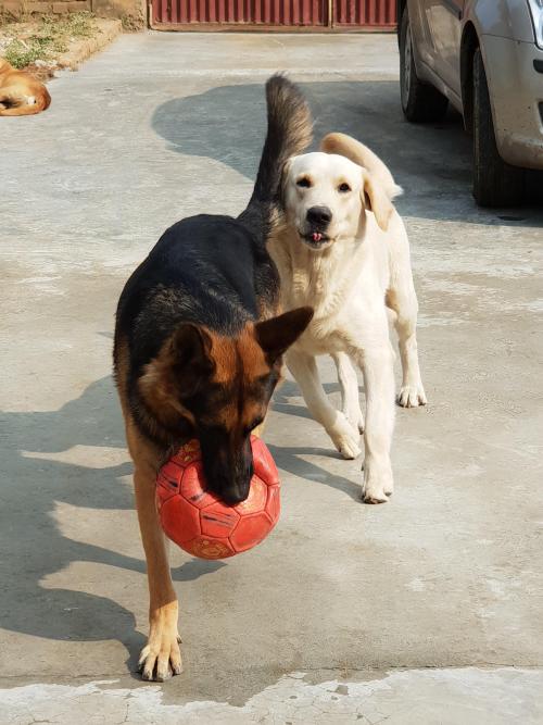 onlygooddogs