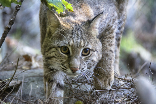 magicalnaturetour:Miss Allie cat by ucumari photography Happy...