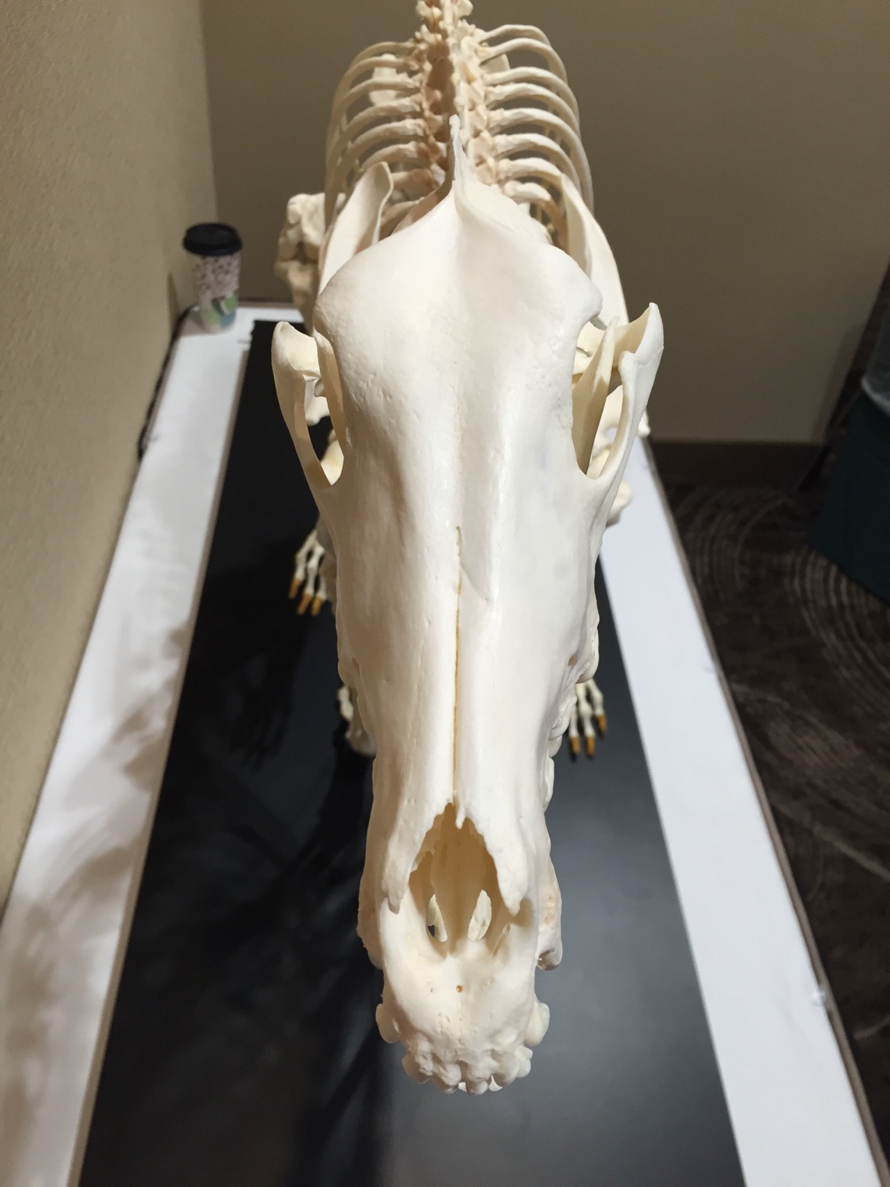 Canis Albus - noodle-dragon: The borzoi skeleton is on display...