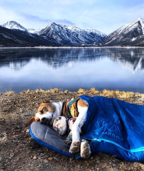 aww-so-pretty:Meet Henry The Colorado Dog and his best friend.