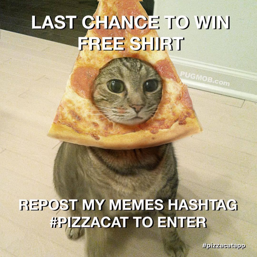 Pizzacat Party Repost Any Of My Memes Me And Hashtag