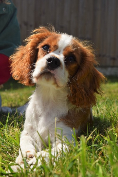 Cavalier King Charles Spaniel On Tumblr