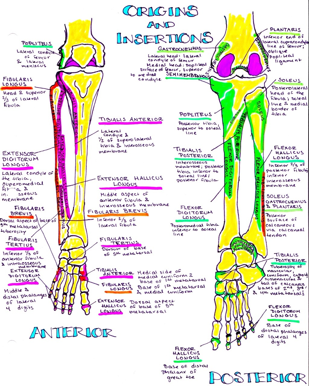 hanson's anatomy — muscular origins and insertions for the lower leg!...