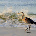 Gulf Shores Condos For Sale and Vacation Rental Property