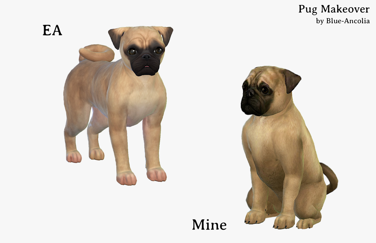 Blue Ancolia Pug Makeovermeet Sidney If Youre Looking For A