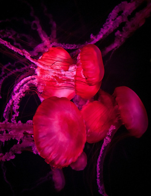 essenceofnatvre:Jellyfishes by Janne Huttunen