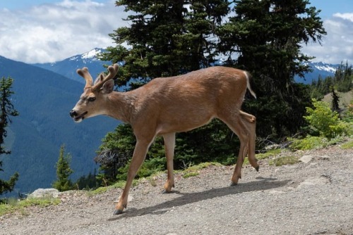 #deer #hurricaneridge #olympics #PNW (at Hurricane...