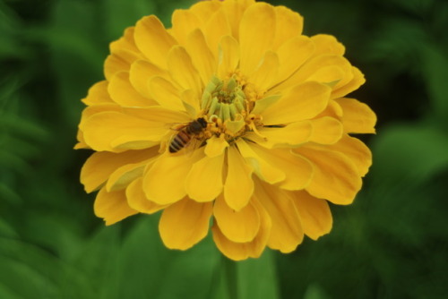 zoologicallyobsessed:European honey bees (Apis mellifera) on...