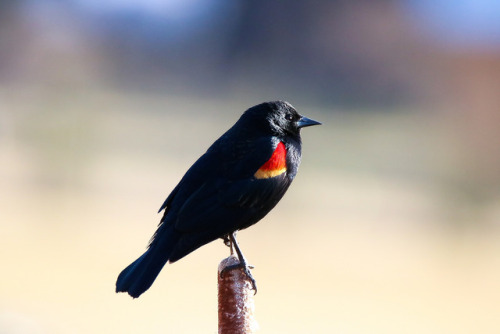 thalassarche:Red-winged Blackbird (Agelaius phoeniceus) -...