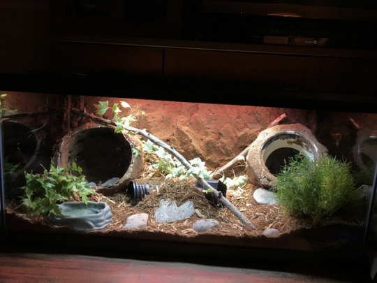 Calypso The Ball Python Tumblr