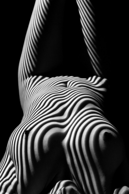 sweetlonelythoughts:Zebra - Daily Ladies