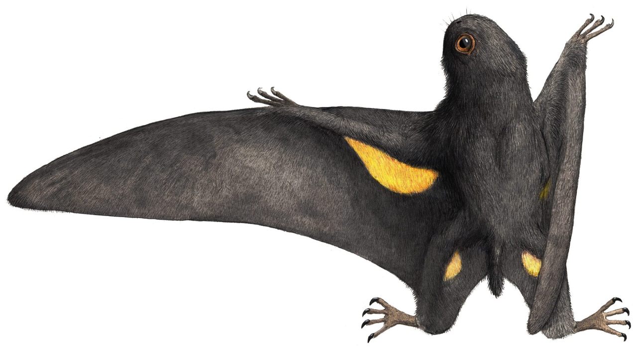 A Dinosaur A Day · Batrachognathus volans