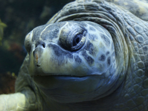 green sea turtle on Tumblr