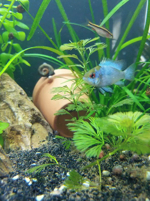 electric aquarium tumblr